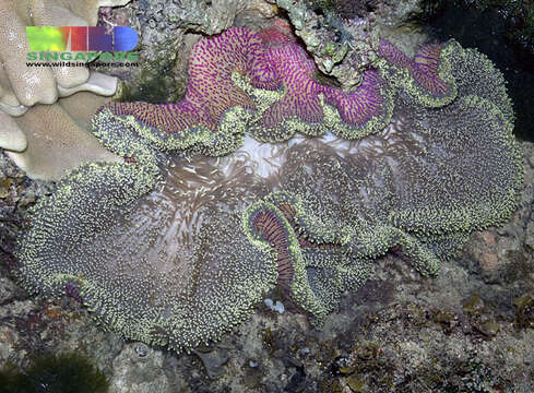 Image of merten's carpet anemone