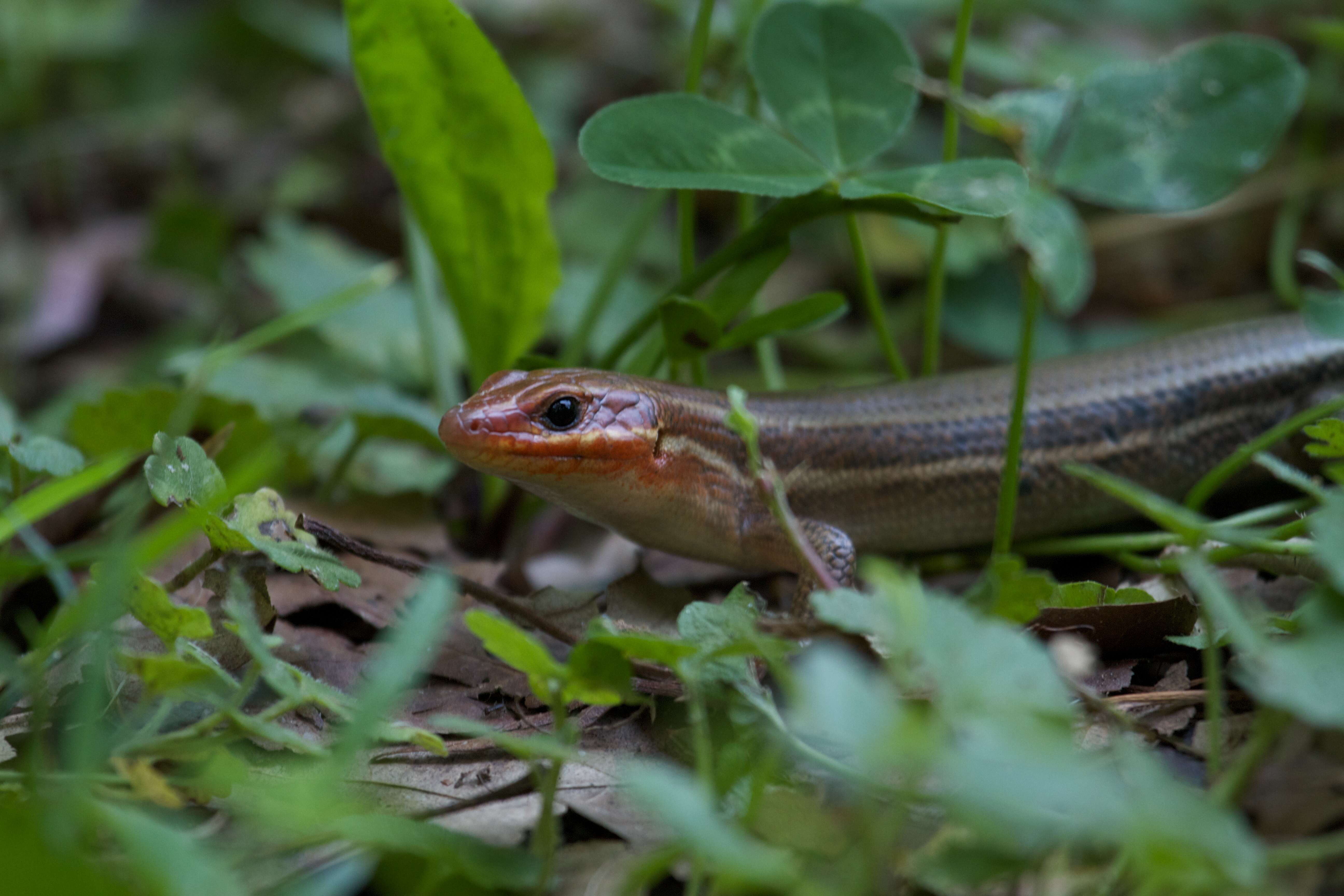 Image of Broad-headed Skink