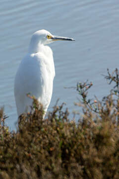 Image of Snowy Egret