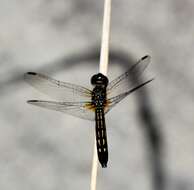 Image of Blue Dasher