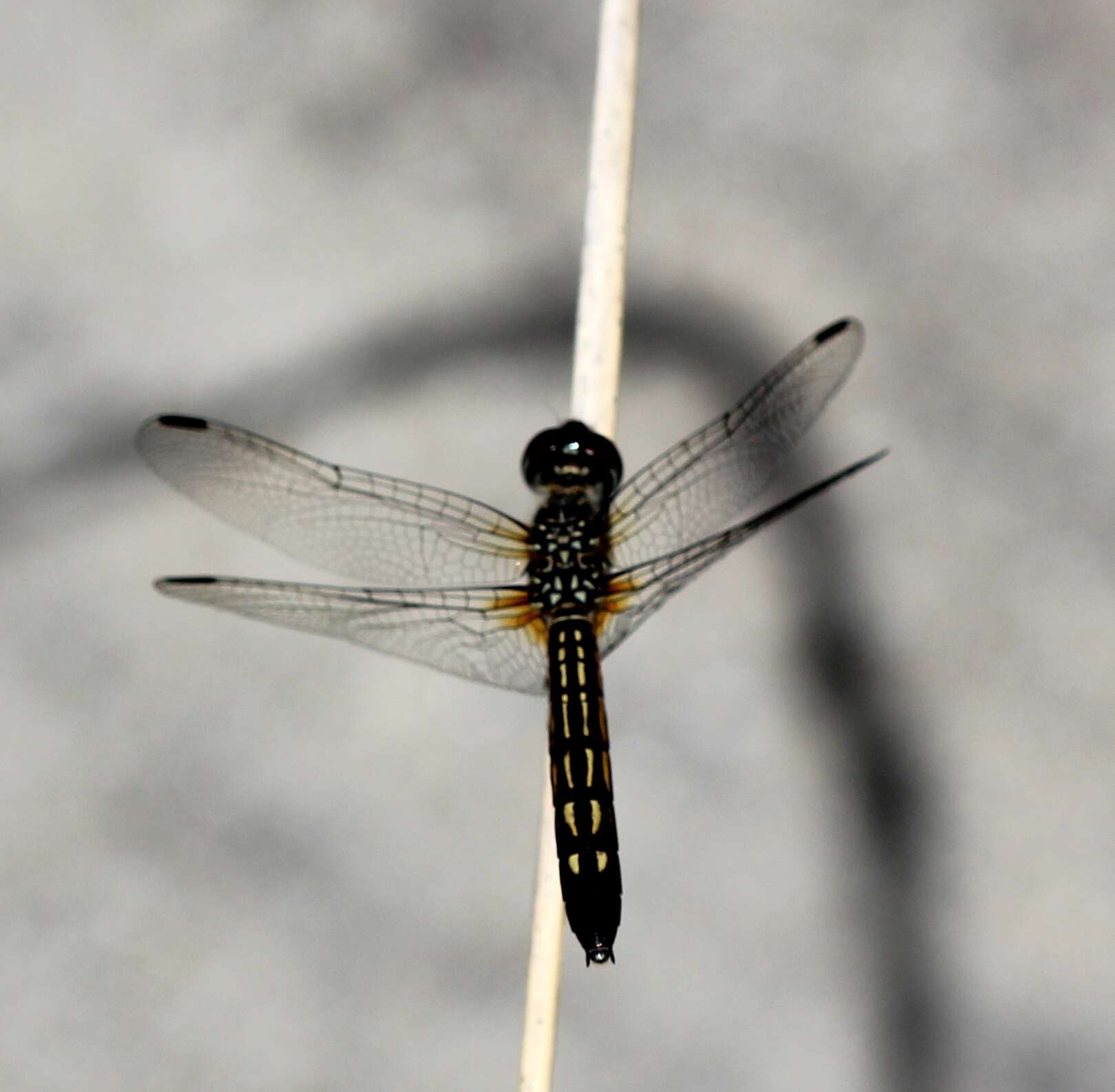 Image of Blue Dasher