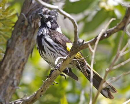 Image of New Holland Honeyeater