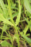 Image of balsam groundsel