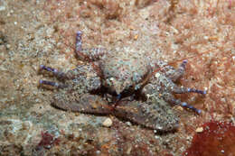 Image of porcelain crabs