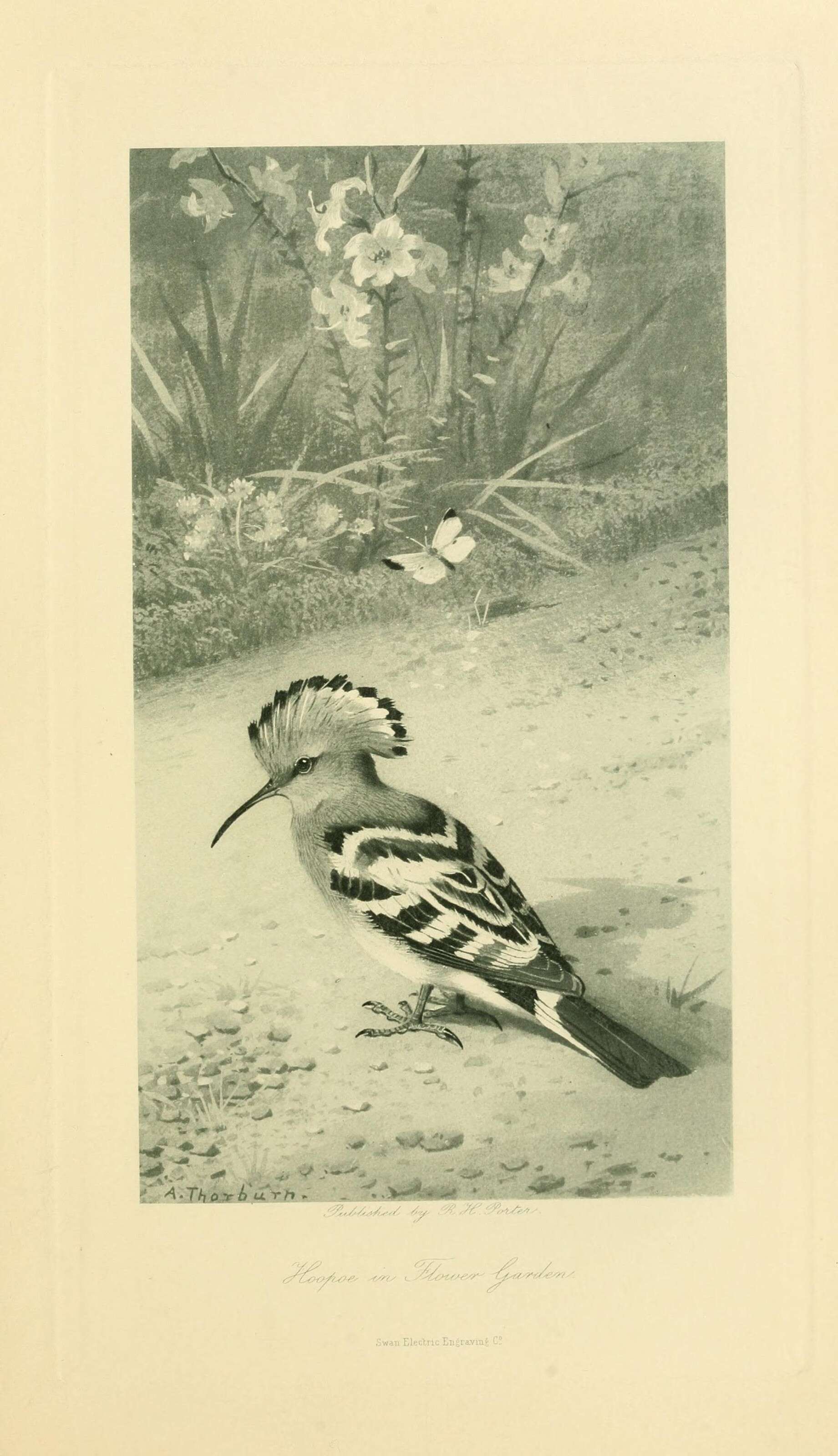 Image of hoopoes