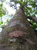 Image of Ilex sapotifolia Reiss.