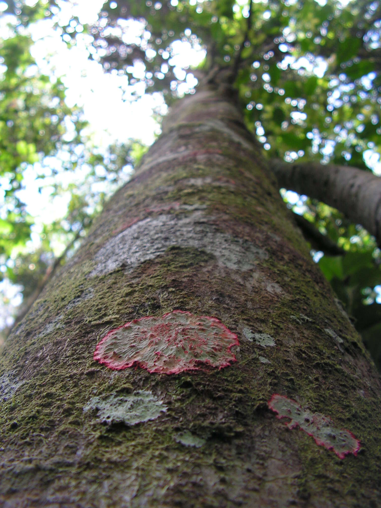 Ilex sapotifolia Reiss. resmi