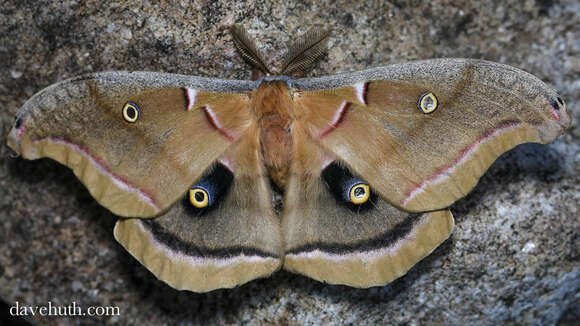 Image of Antheraea subgen. Telea Hübner (1819)