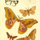 Image of Stenosoma Leach 1814