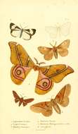 Image of Idoteidae Samouelle 1819