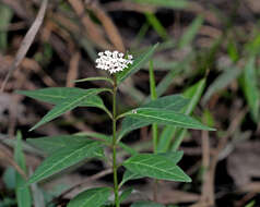 Image of aquatic milkweed