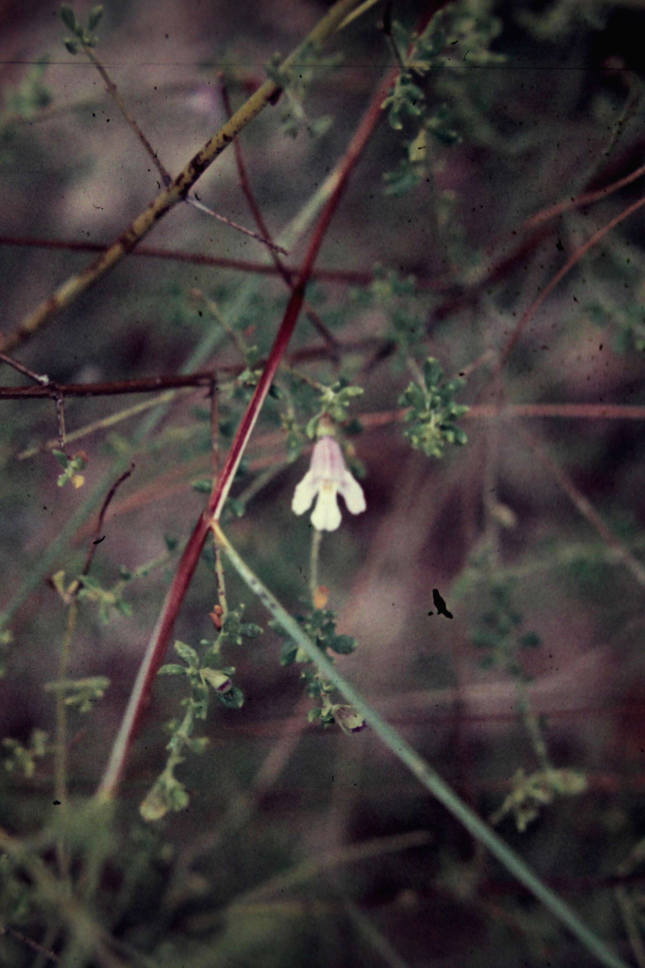 Слика од Prostanthera parvifolia Domin