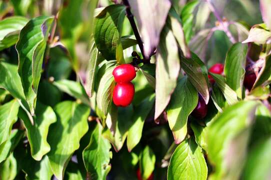 Image of Cornelian cherry dogwood