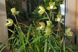 Cymbidium Nagalex的圖片