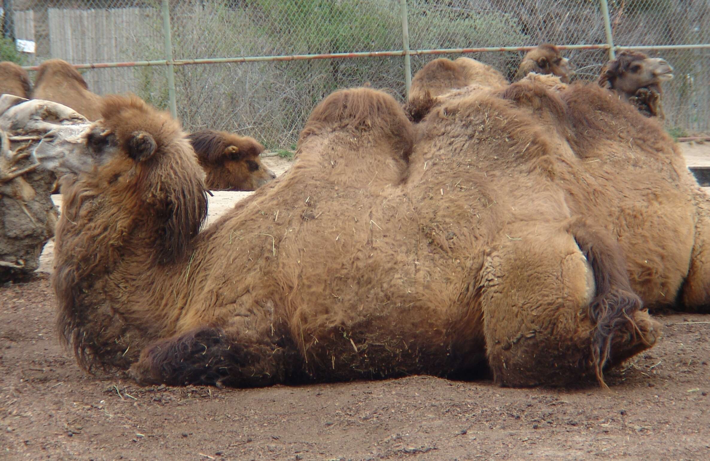 Image of Bactrian camel