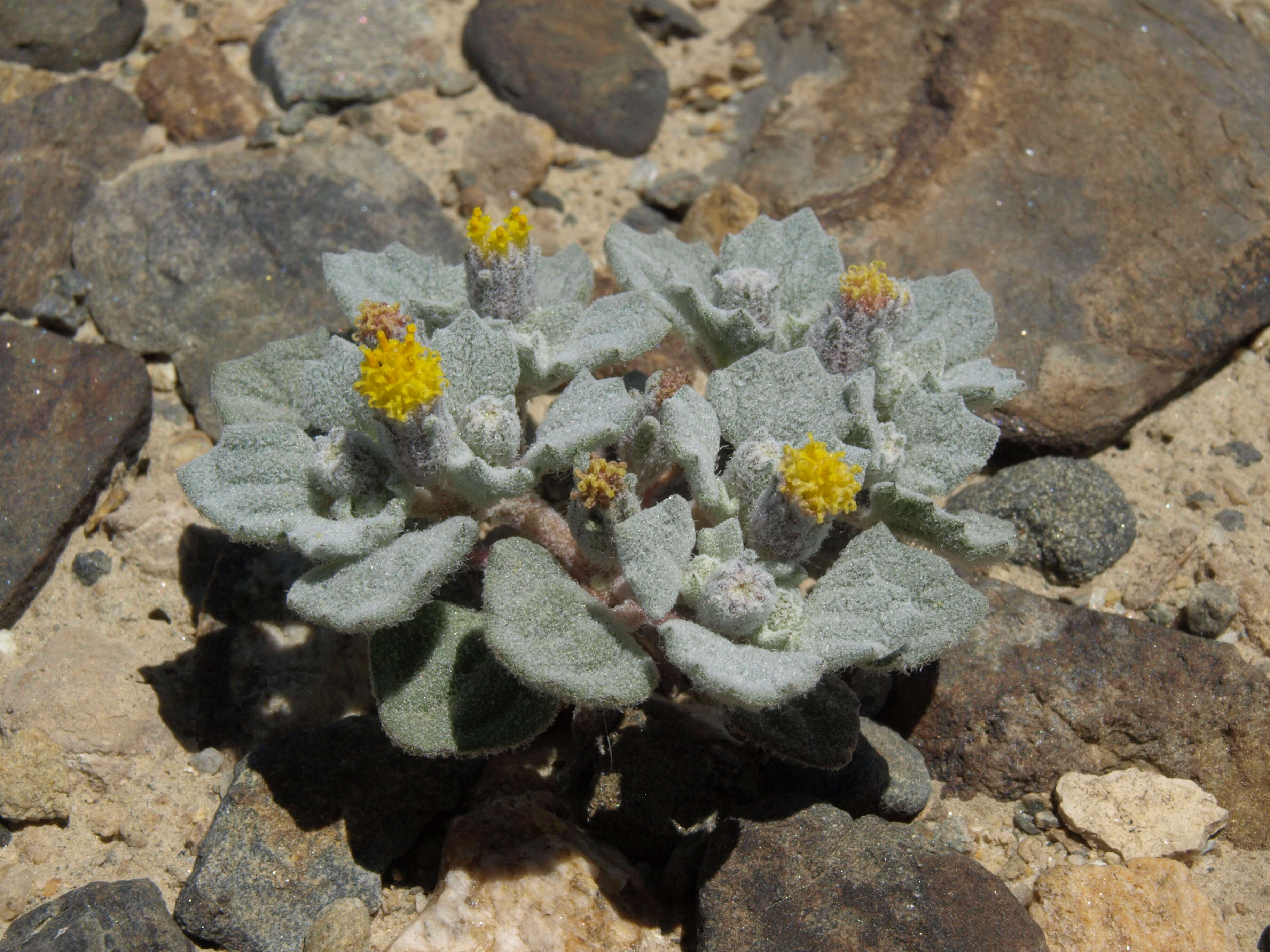 Image of turtleback