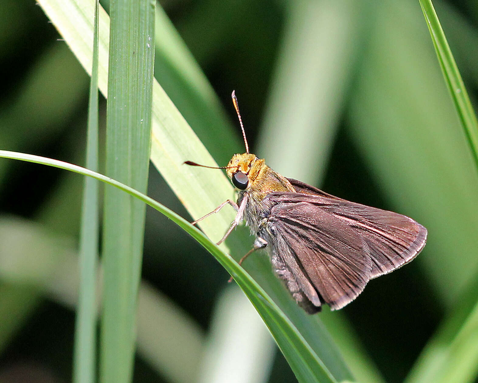 Image of Dun Sedge Skipper