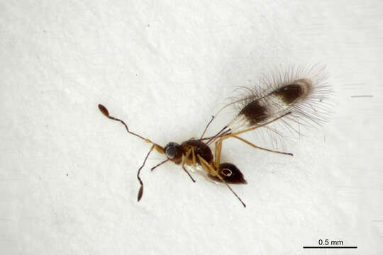 Image of fairyflies