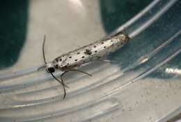 Image of black-tipped ermine