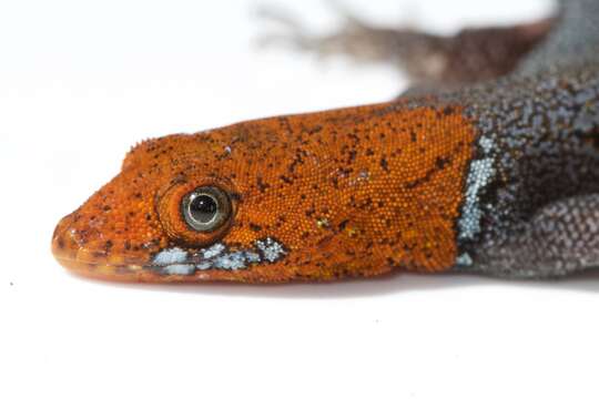 Image of Yellow-headed gecko