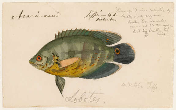 Imagem de Astronotus ocellatus (Agassiz 1831)