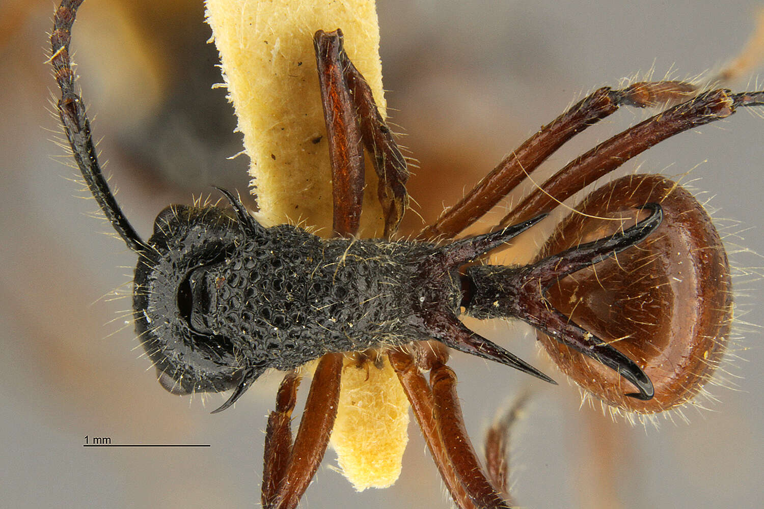 Image of Polyrhachis