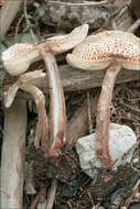 Слика од Lepiota cristata (Bolton) P. Kumm. 1871