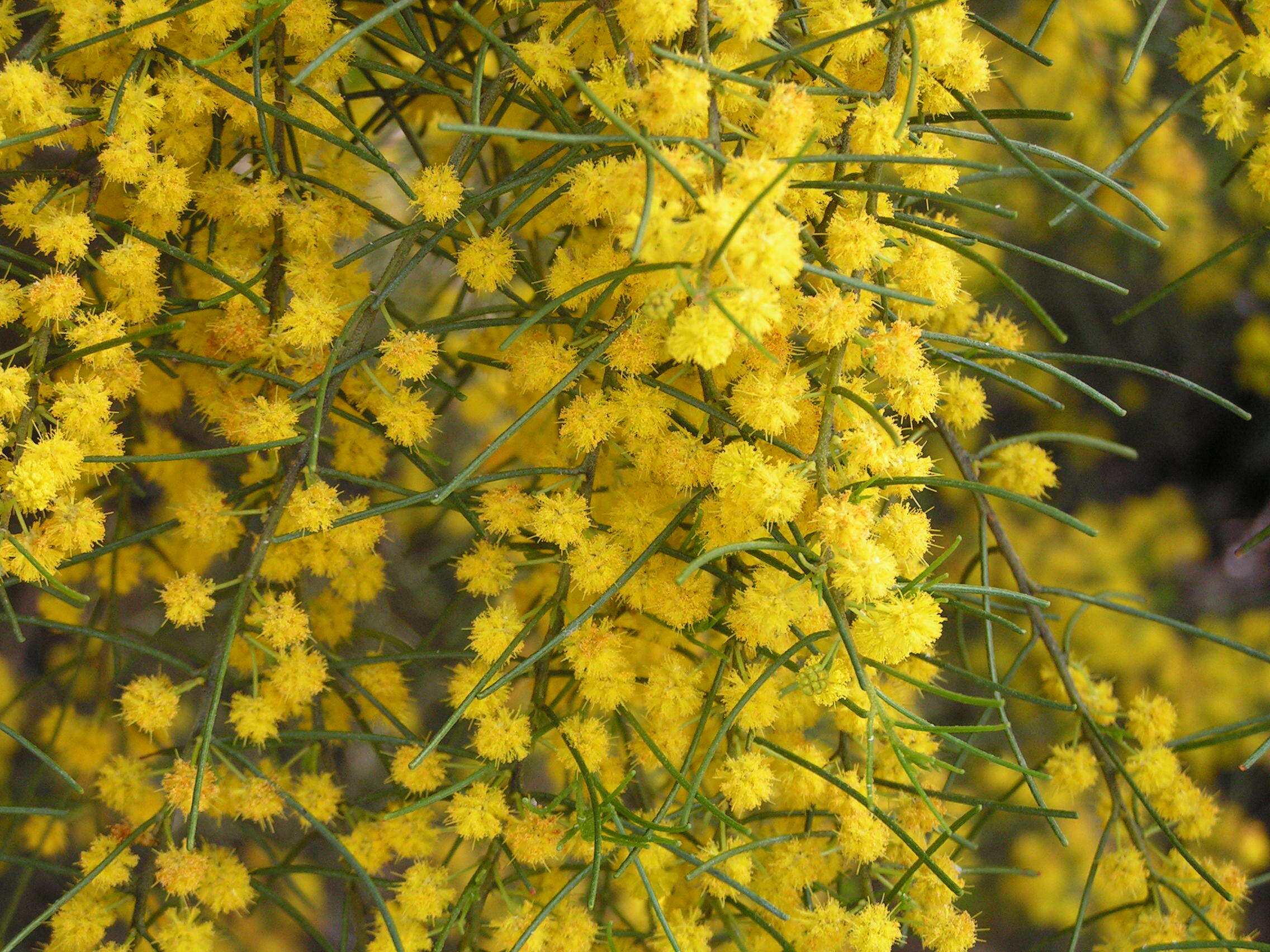 Image of Acacia menzelii J. M. Black