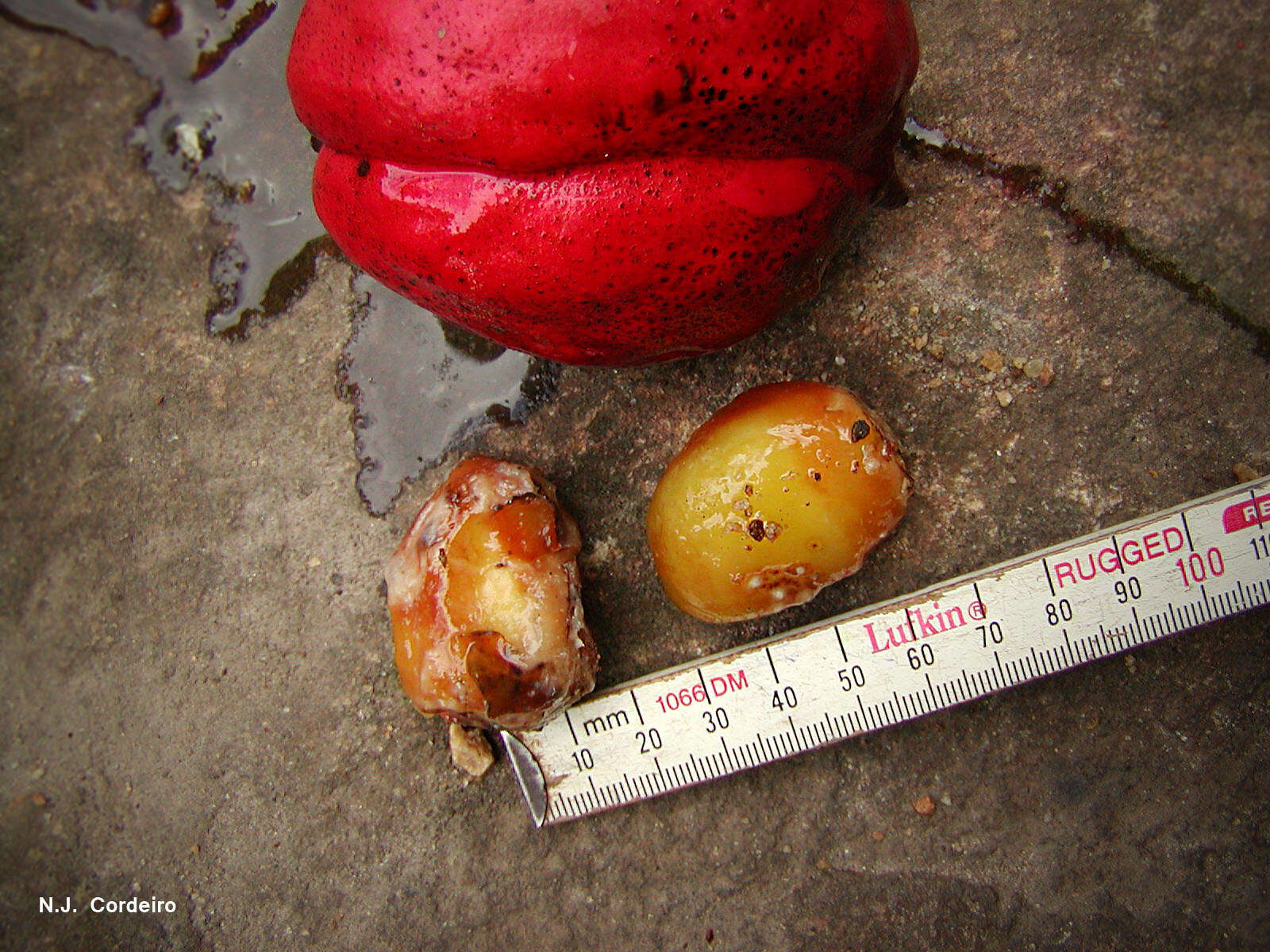 Image of Kola nut