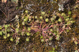 Image of Brachyscome perpusilla (Steetz) J. Black