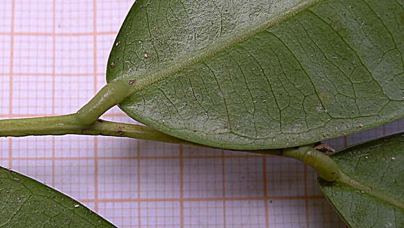 Image of Pseudoxandra bahiensis Maas