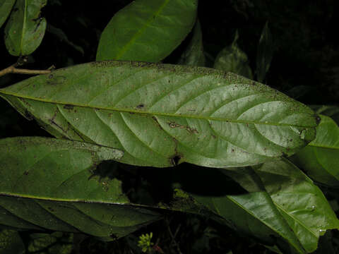 Image of Desmopsis verrucipes Chatrou, G. E. Schatz & N. Zamora