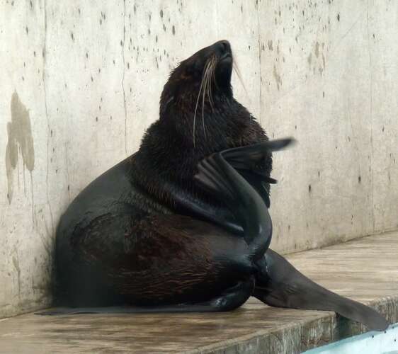 Image of fur seal