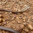 Слика од Thamnodynastes pallidus (Linnaeus 1758)