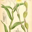 Dendrobium findlayanum C. S. P. Parish & Rchb. fil.的圖片