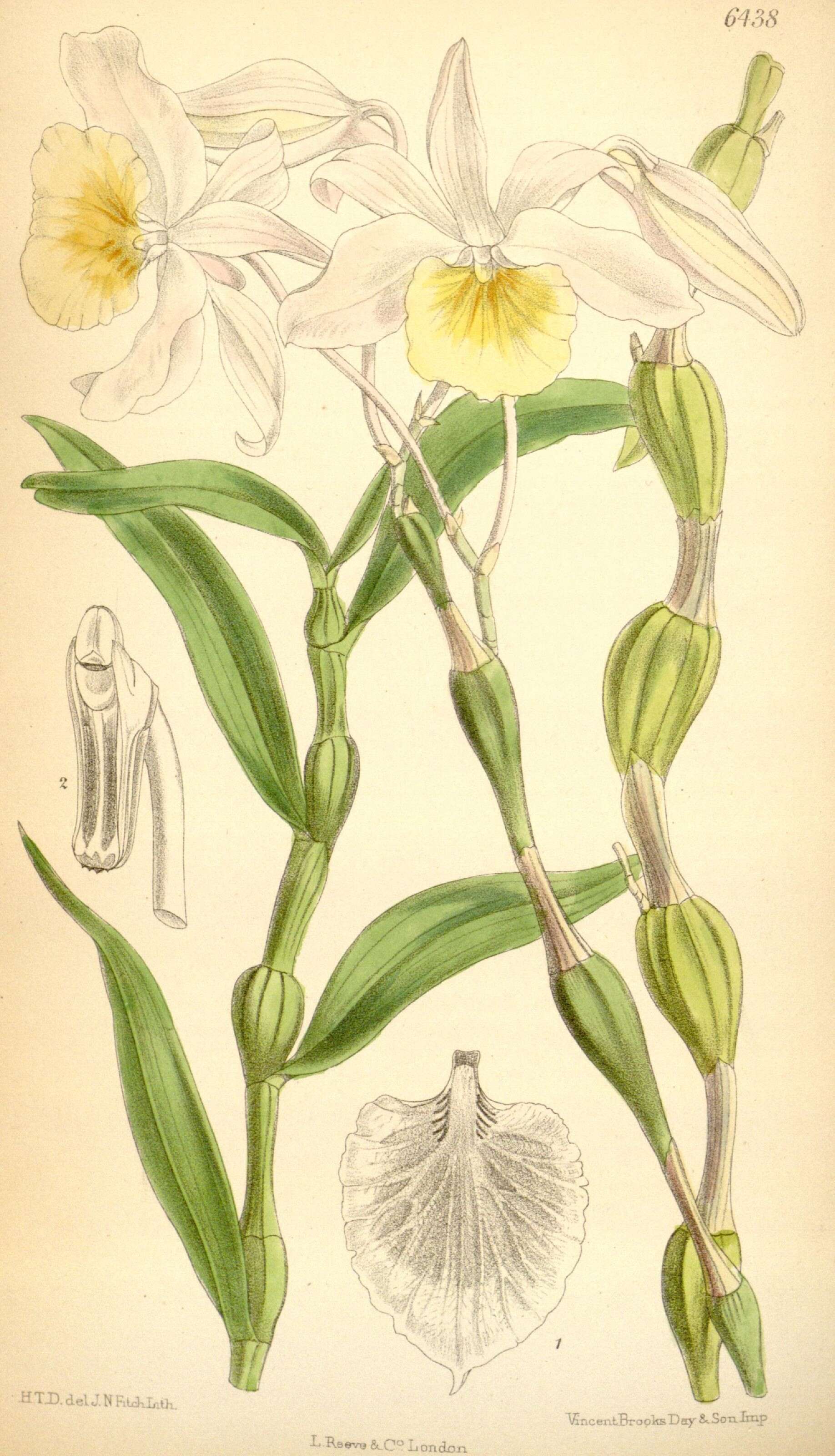 Image of Dendrobium findlayanum C. S. P. Parish & Rchb. fil.