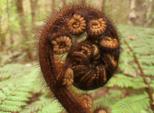 Image of Tree Fern Soft