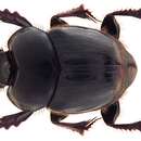 Image of Onthophagus (Macronthophagus) curvicarinatus Boucomont 1914