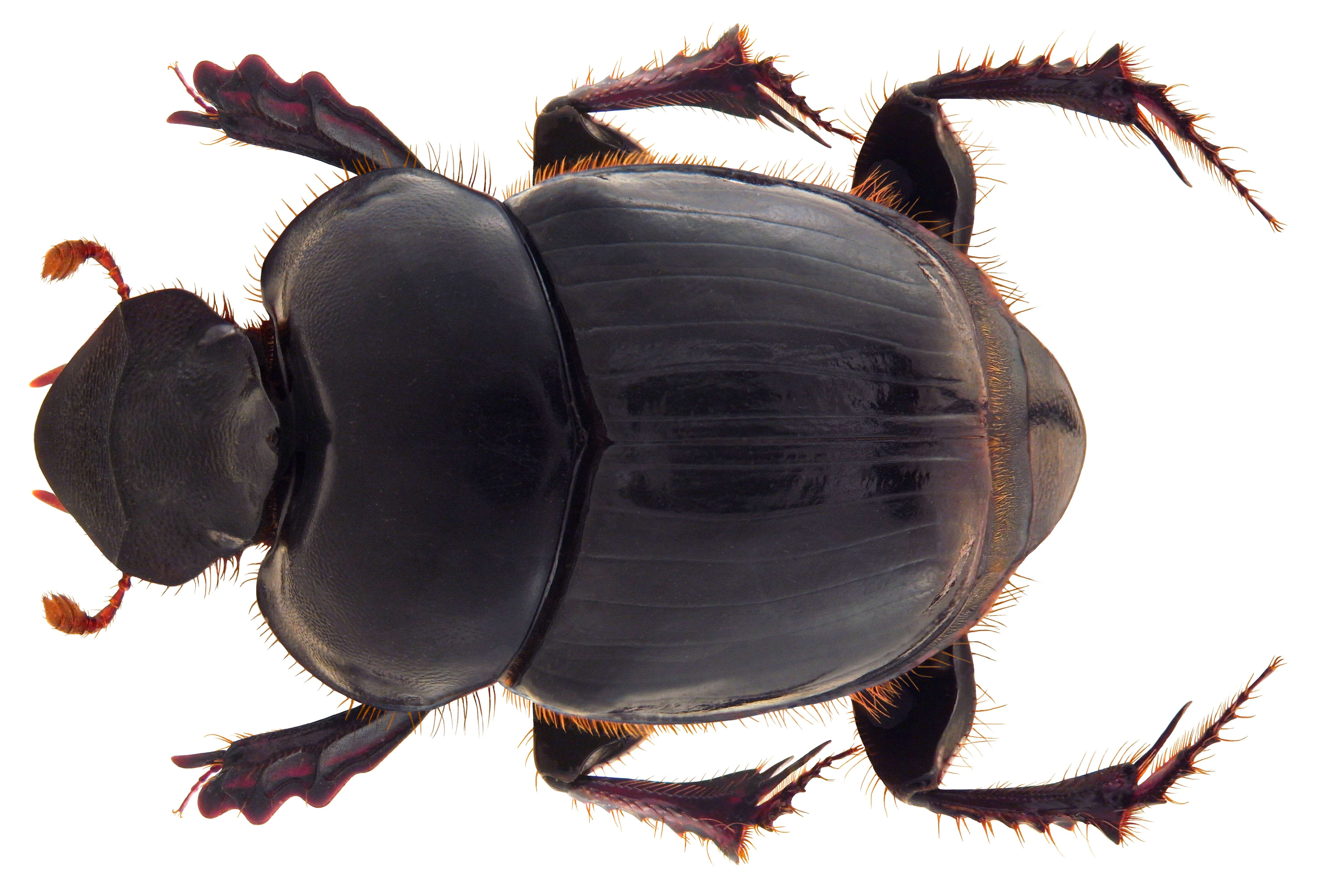 Image of Onthophagus (Macronthophagus) curvicarinatus Boucomont 1914