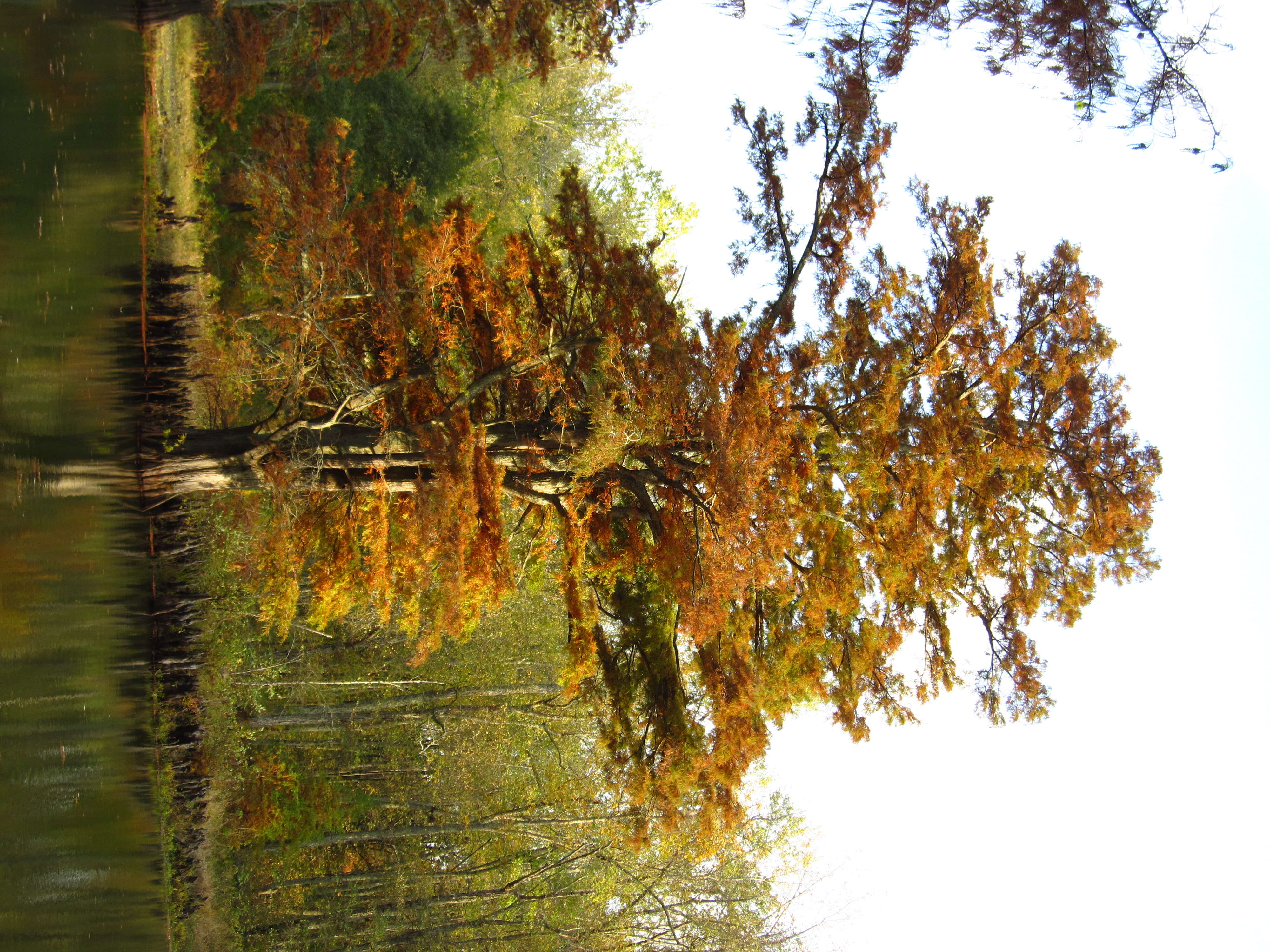 Image of bald cypress