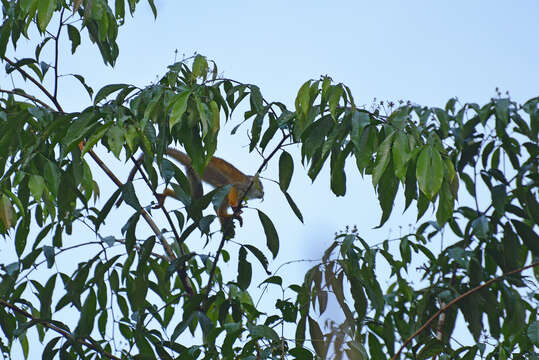 Image of Common Squirrel Monkey