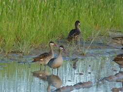 Image of Red-billed Teal