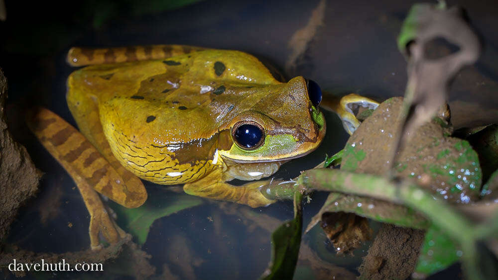 Image of Mexican Treefrogs