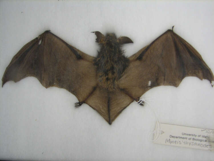 Слика од Myotis yumanensis (H. Allen 1864)