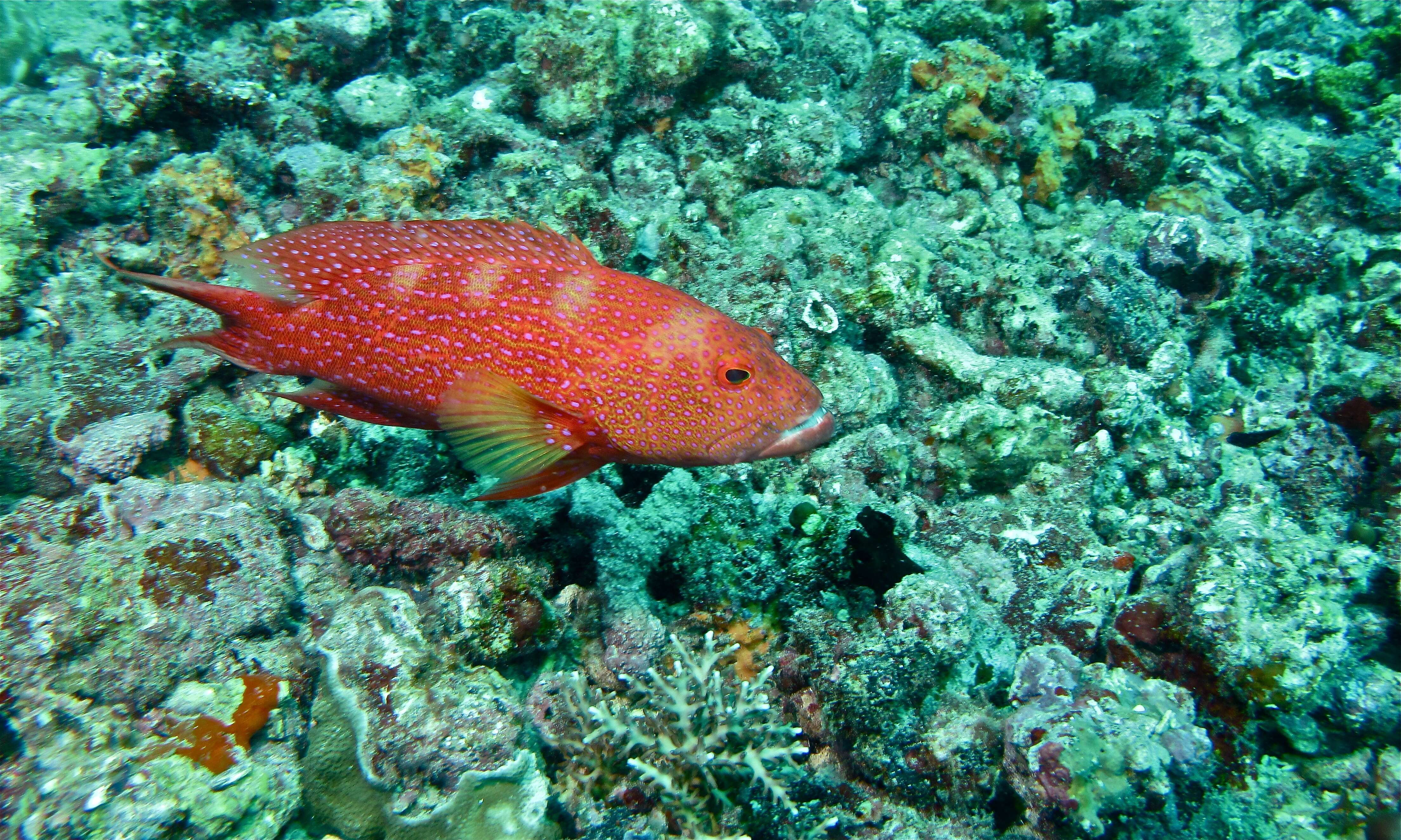 Variola albimarginata Baissac 1953 resmi