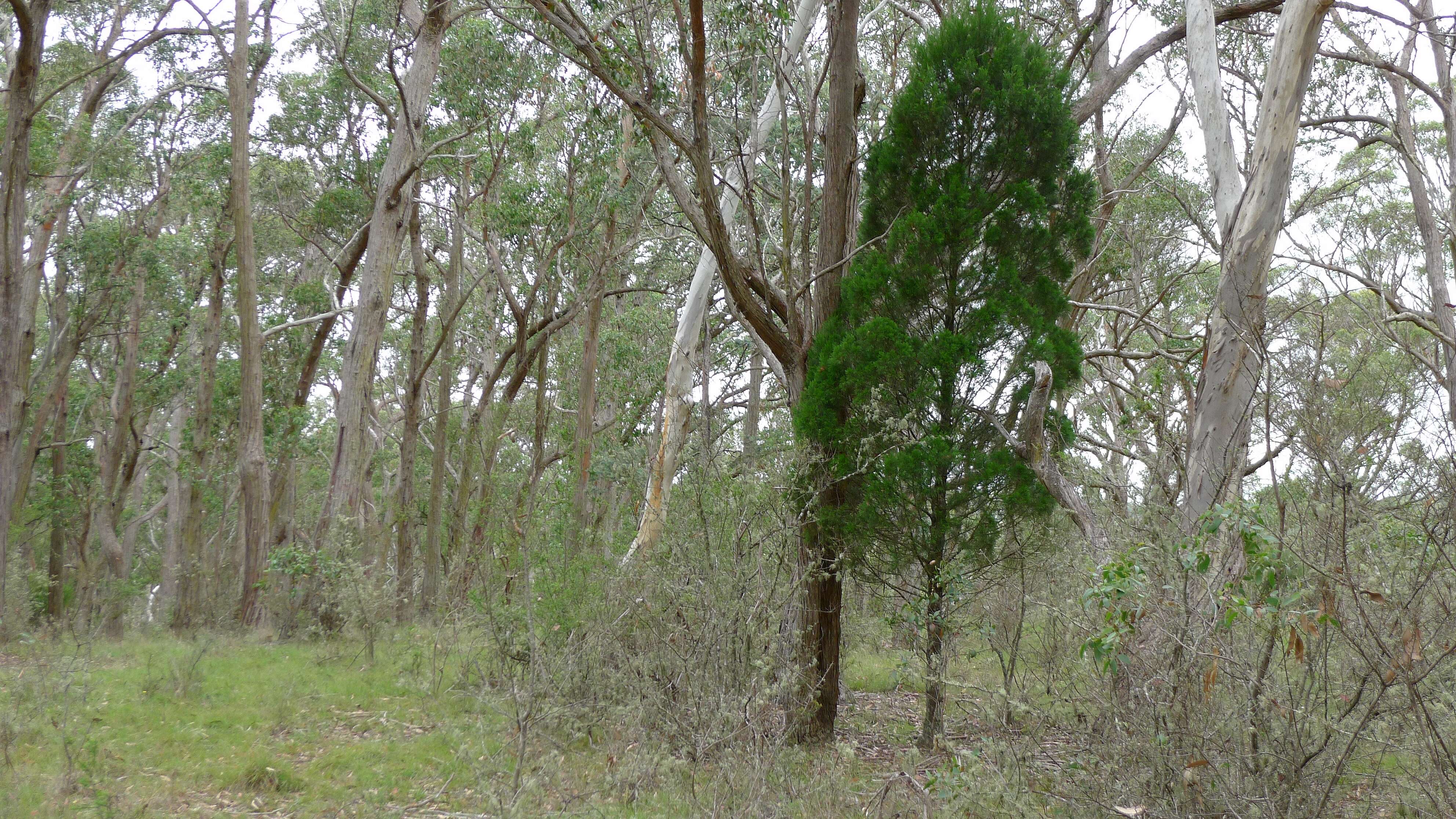 Image of Black Cypress-pine