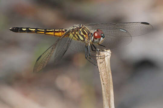 Image of Blue Dasher