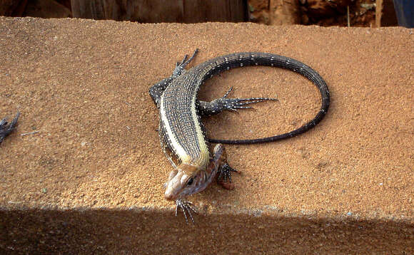 Image of western Girdled Lizard