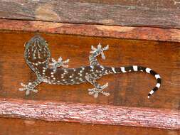 Sivun Gekko gecko (Linnaeus 1758) kuva