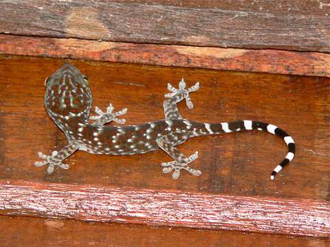 صورة Gekko gecko (Linnaeus 1758)